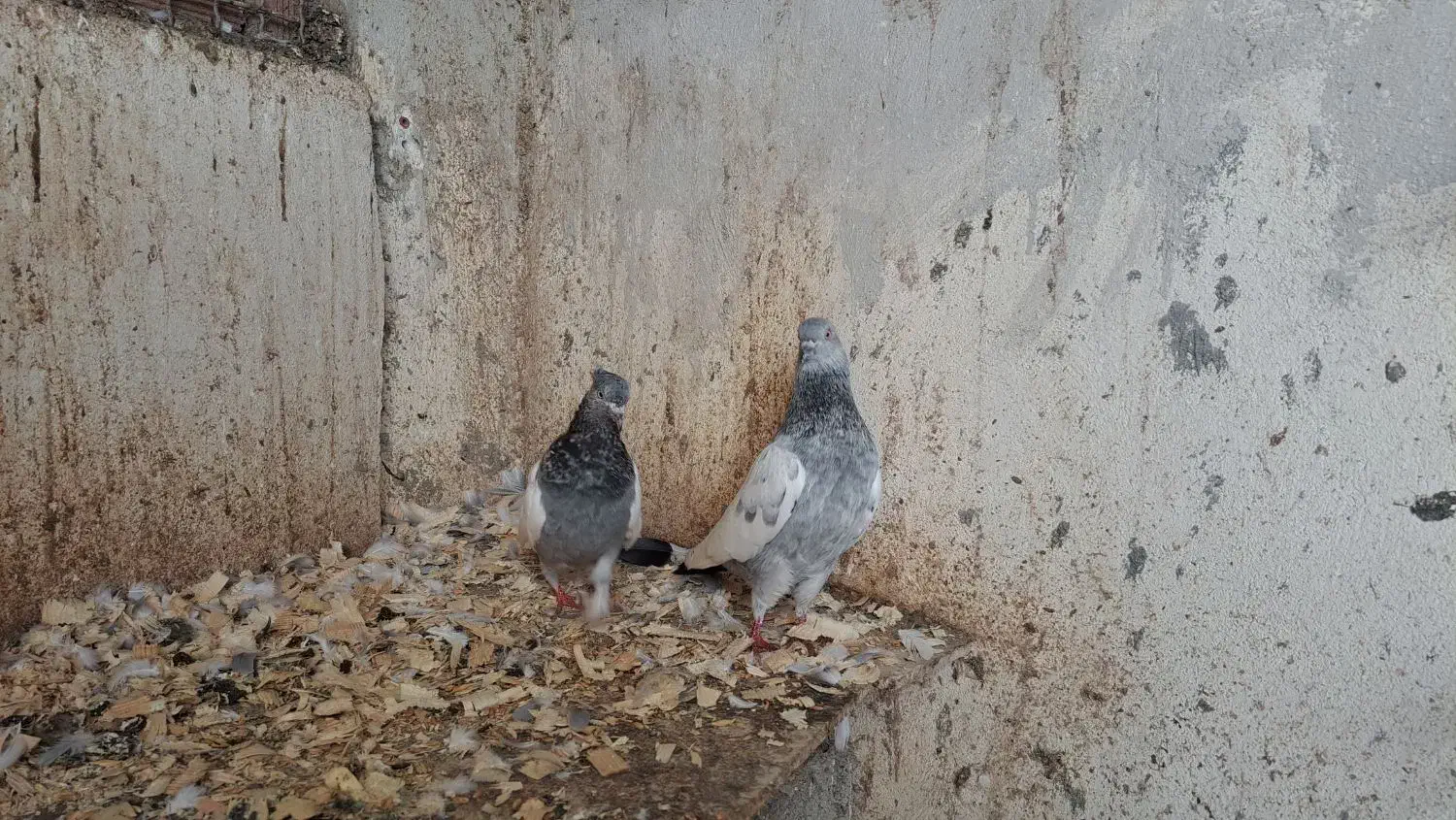 کبوتر سینه آبی|پرنده|رشت, بلوار گیلان|دیوار