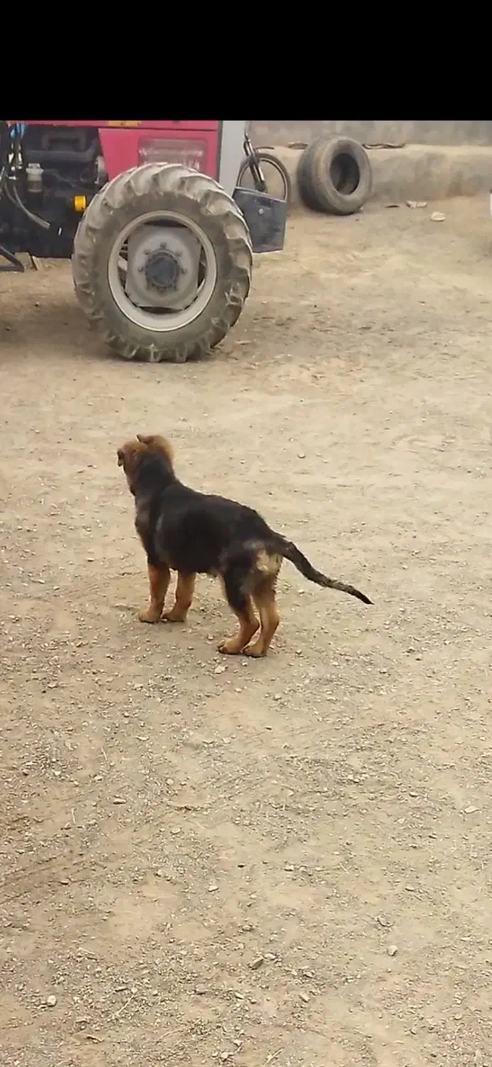 توله ژرمن 3ماهه ماده|سگ|نیشابور, شهید بهشتی|دیوار