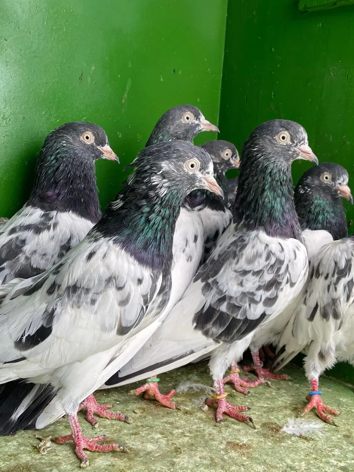 پاکستانی اورجینال|پرنده|بندرعباس, |دیوار