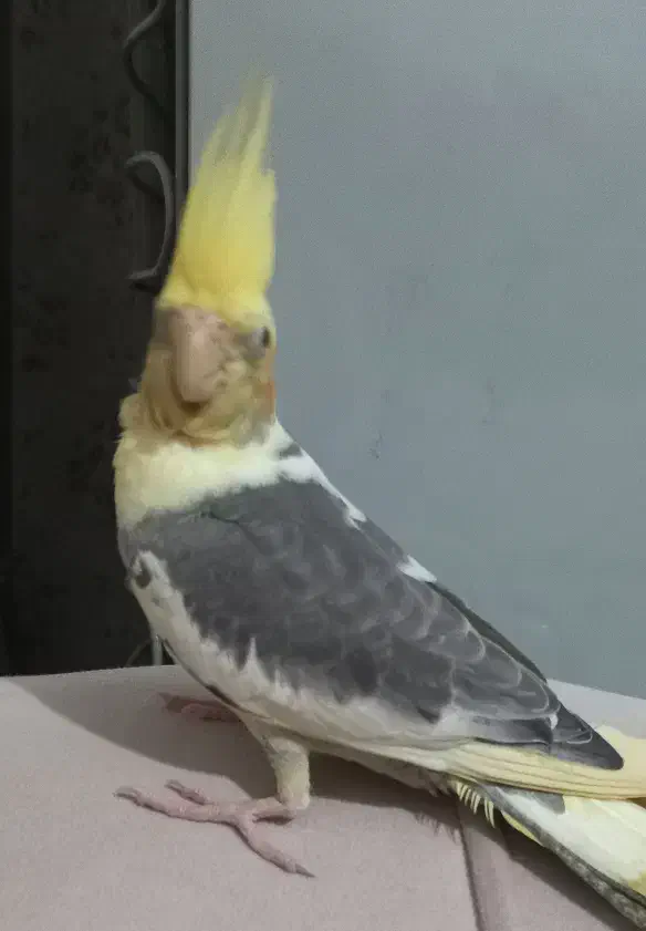 فروش عروس|پرنده|تهران, دکتر هوشیار|دیوار