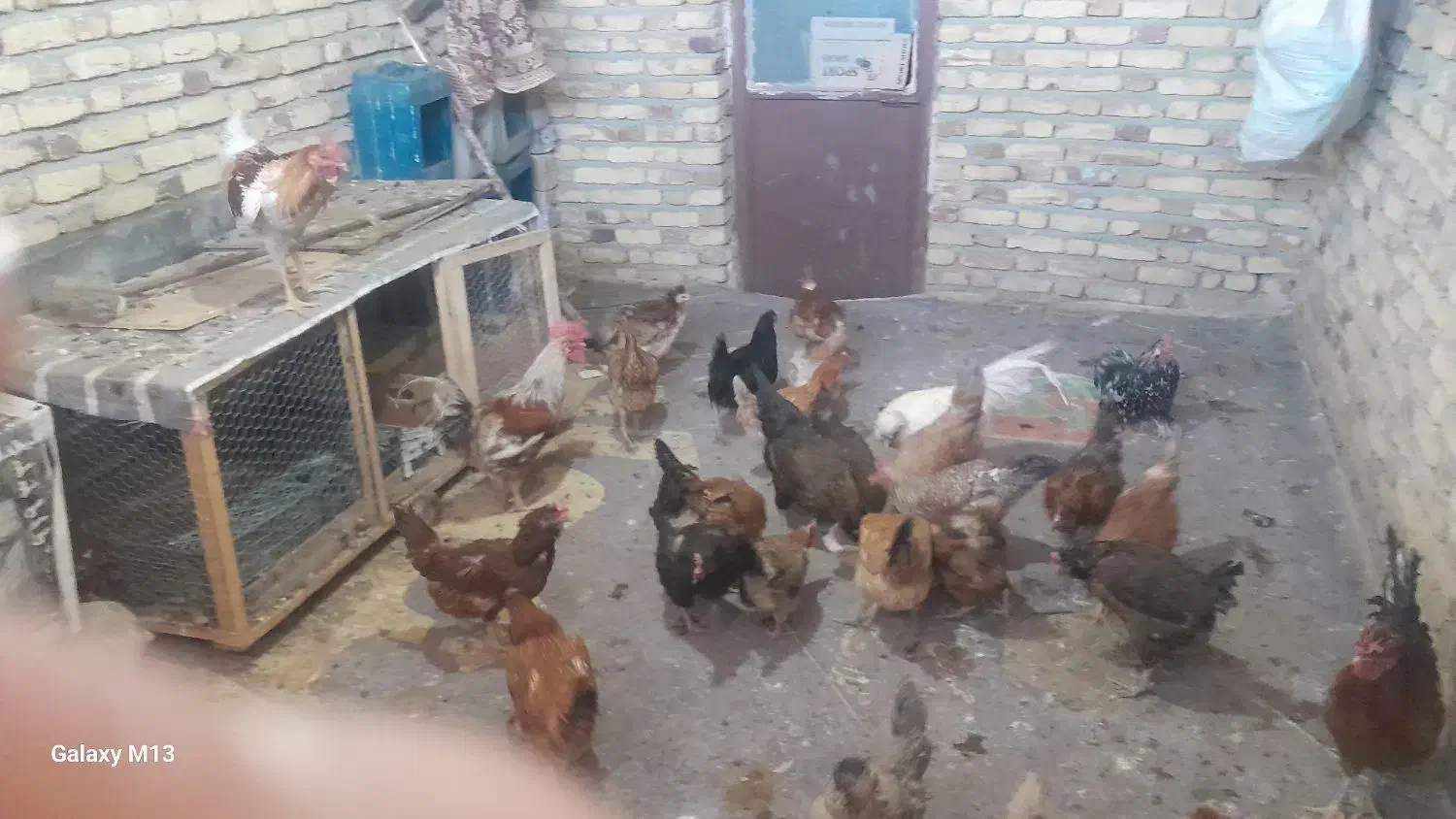 مرغ وخروس|حیوانات مزرعه|حسین آباد, |دیوار