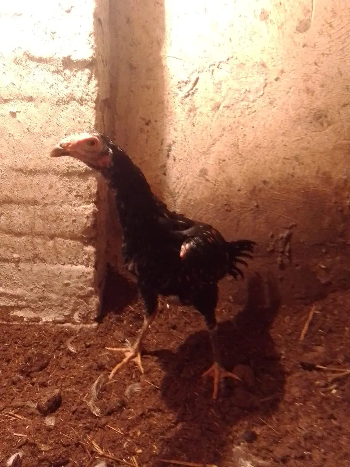 جوجه لاری|حیوانات مزرعه|مرند, |دیوار