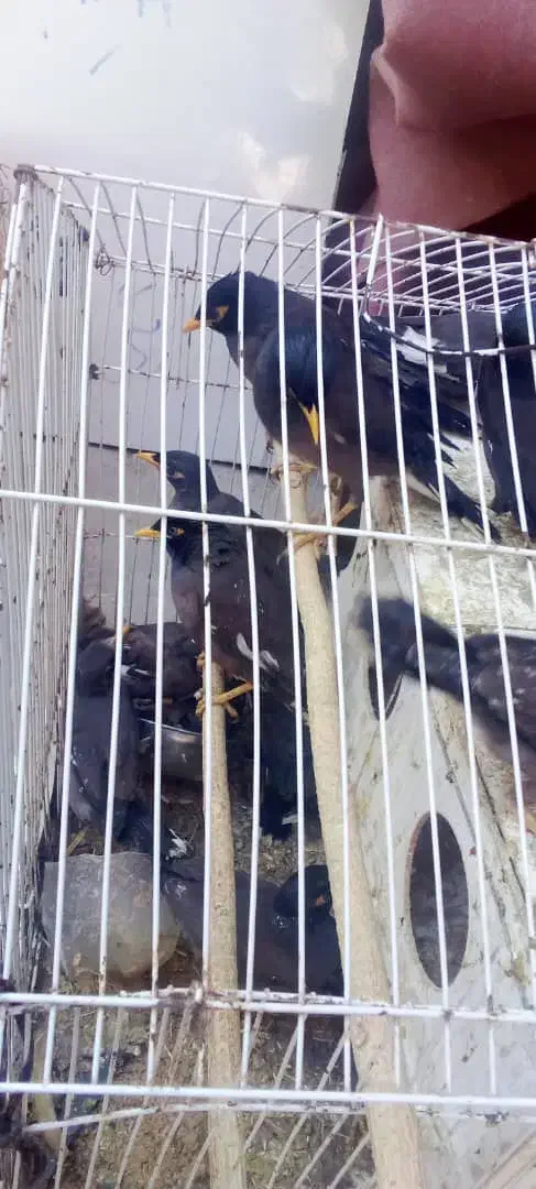 جوجه مینا|پرنده|بندرعباس, |دیوار