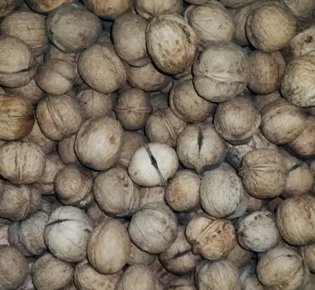 گردو مرغوب ودرجه یک|خوردنی و آشامیدنی|سپیدان, |دیوار