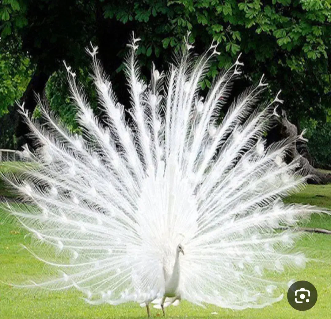 طاووس سفید|پرنده|دورود, |دیوار