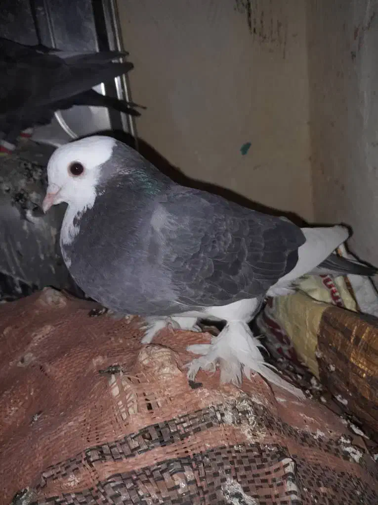 کبوتر ابلغ|پرنده|گتوند, |دیوار