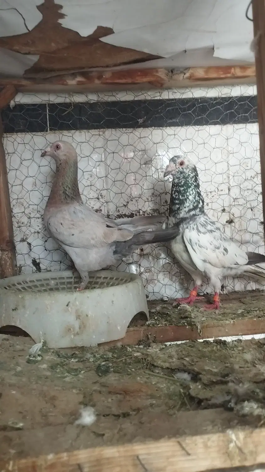 کفتر|پرنده|تربت جام, میان جام|دیوار