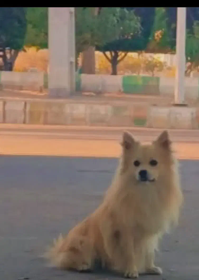 سگ پاکوتاه|سگ|بندرعباس, |دیوار