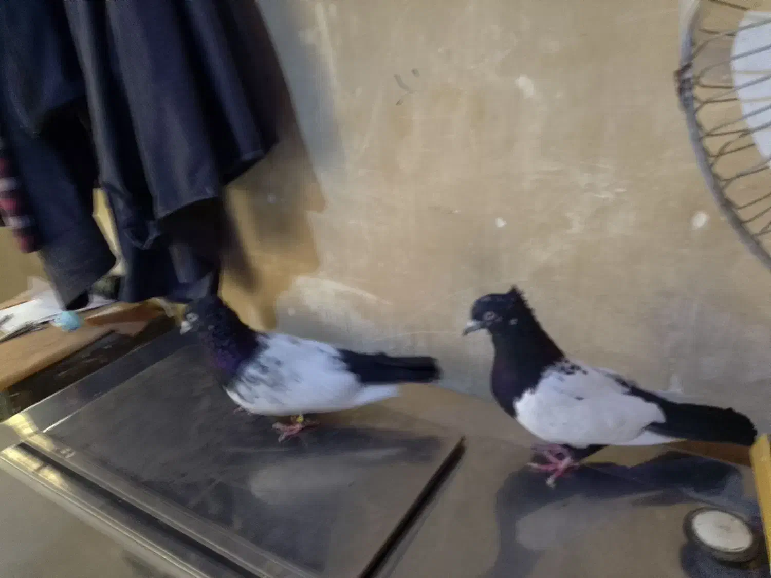 کفتر|پرنده|گلبهار, شهر جدید گلبهار|دیوار