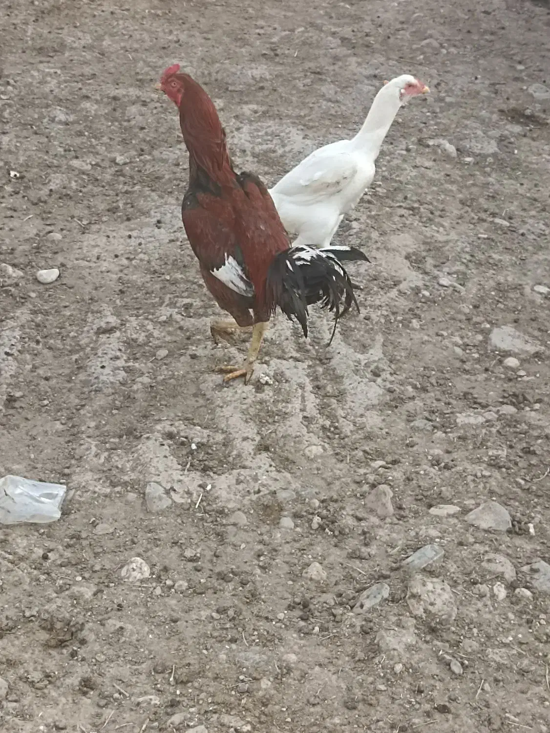 مرغ و خروس لاری|پرنده|گالیکش, |دیوار