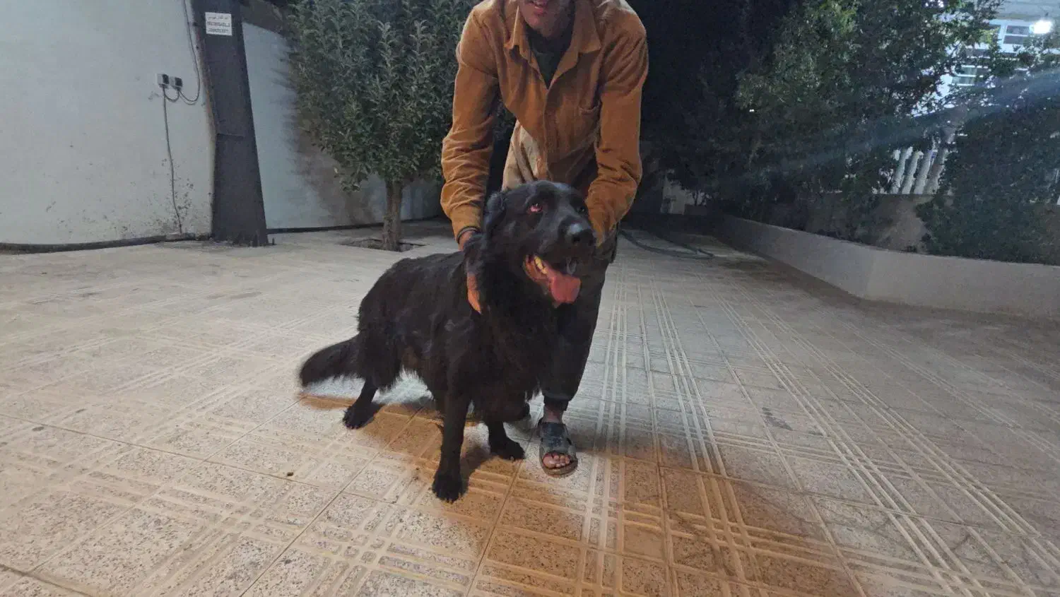 سگ جرمن شولاین بلک|سگ|شیراز, محمدیه|دیوار