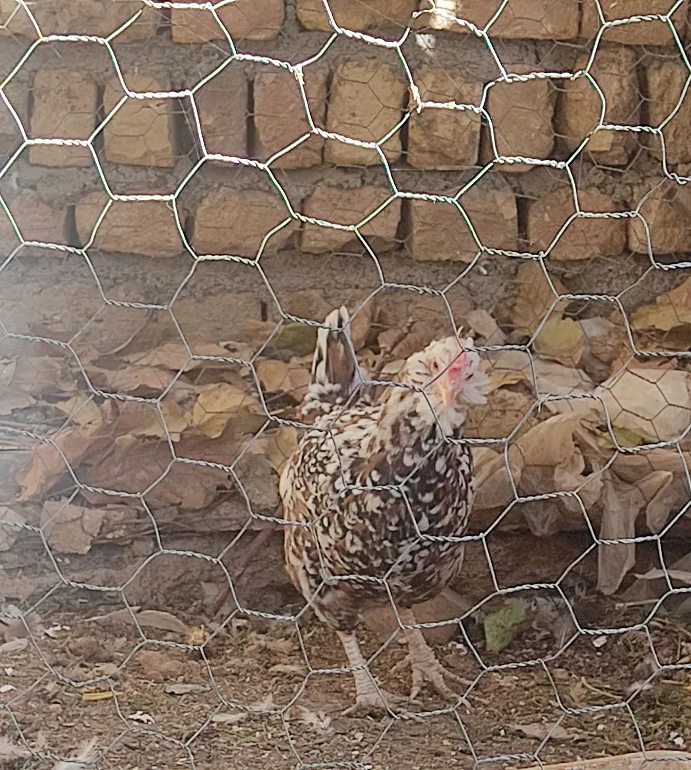 مرغ گلین|حیوانات مزرعه|سمیرم, |دیوار