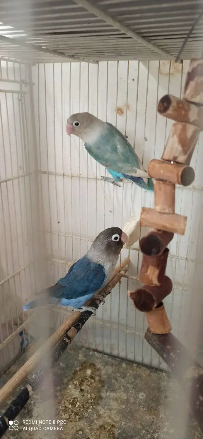 طوطی|پرنده|سمنان, |دیوار