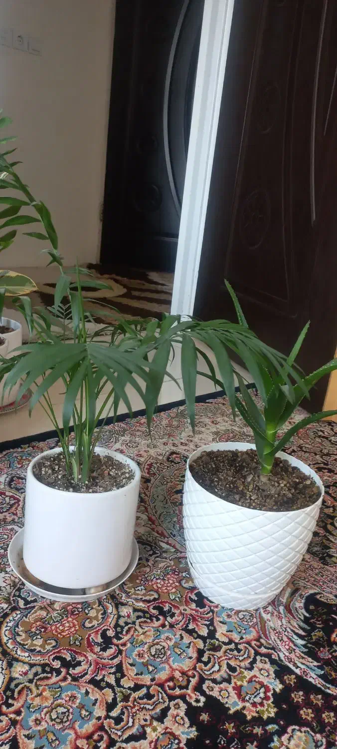 گل وگلدان|گل و گیاه طبیعی|گلبهار, شهر جدید گلبهار|دیوار