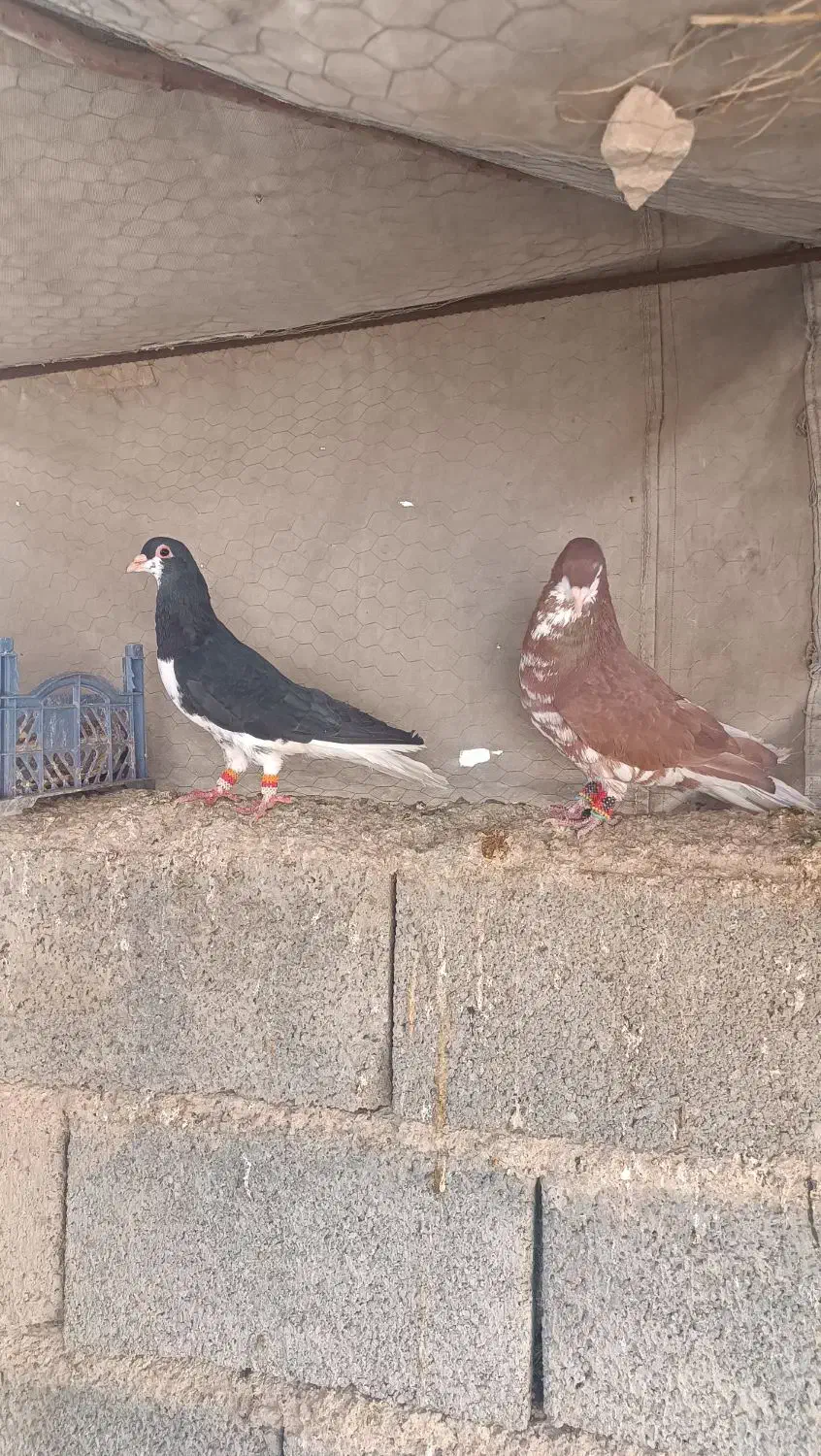 پرنده|پرنده|شیراز, شهرک بهار|دیوار
