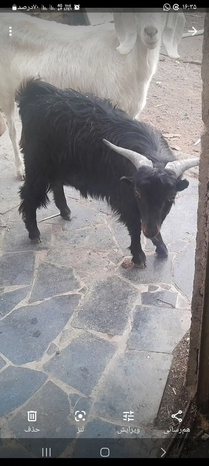 بزغاله نر|حیوانات مزرعه|ساوه, |دیوار