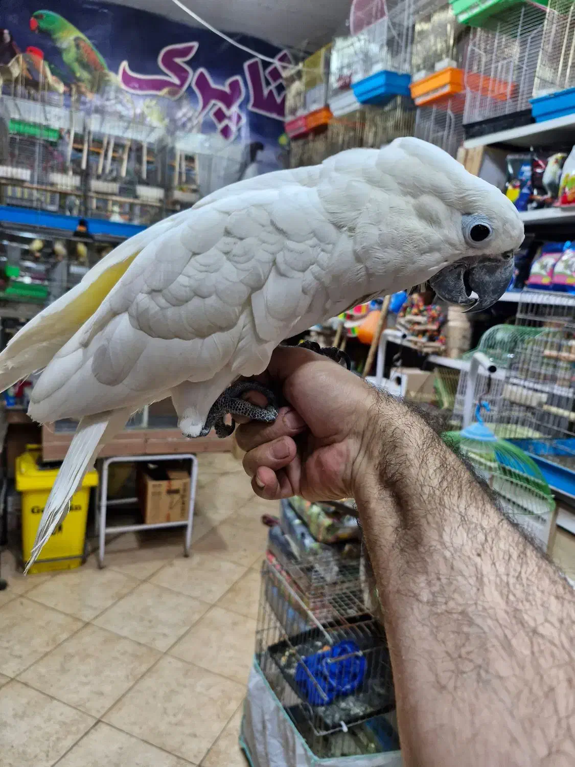 کاکادو امبرلا جوجه حلقه پا سوپر رام سخنگو|پرنده|اصفهان, حسین‌آباد|دیوار