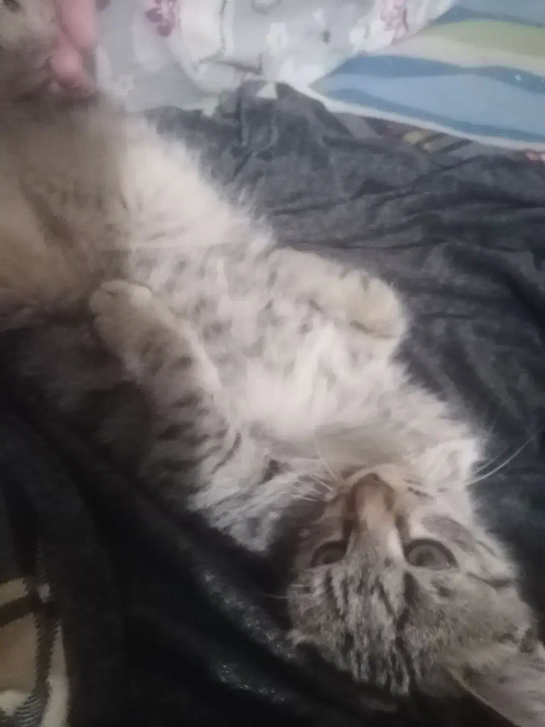 واگذاری بچه گربه سه ماه نر|گربه|نیشابور, میدون بار|دیوار