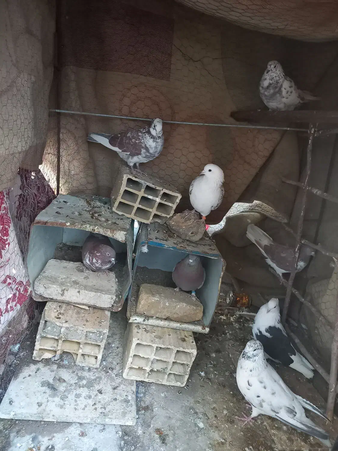 کفتر پرشی|پرنده|سیرجان, |دیوار