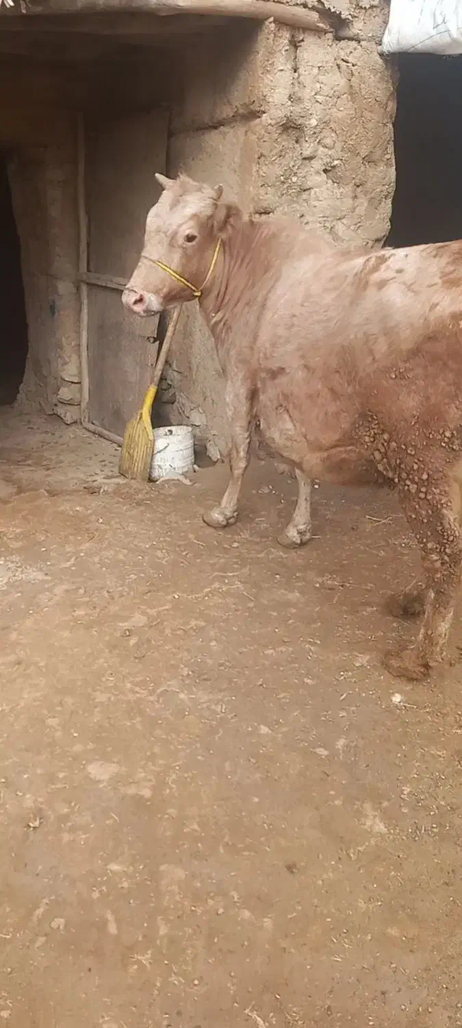 گاو وگوساله|حیوانات مزرعه|قیدار, |دیوار