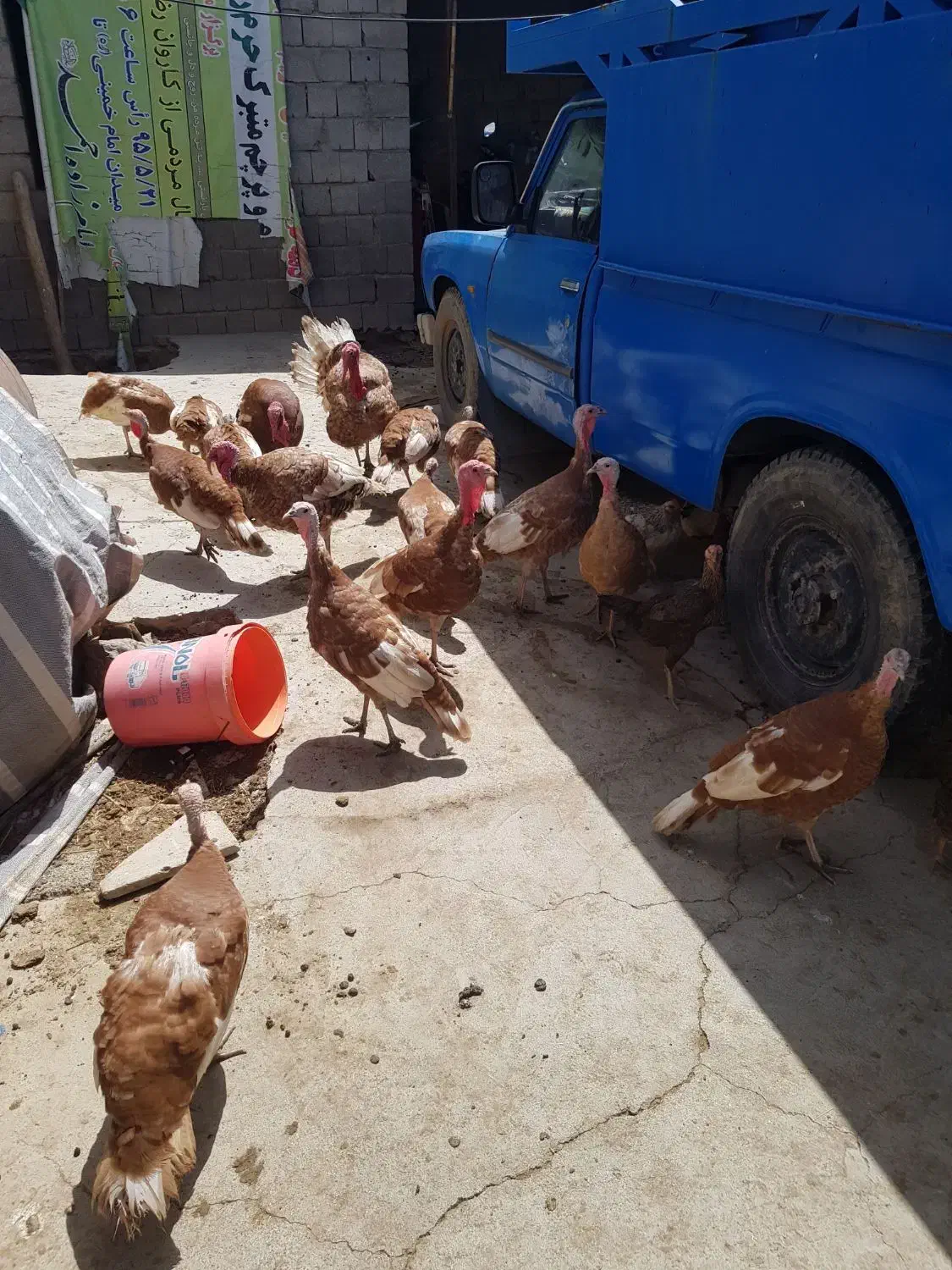 بوقلمون درجه یک|حیوانات مزرعه|بیلوار, |دیوار