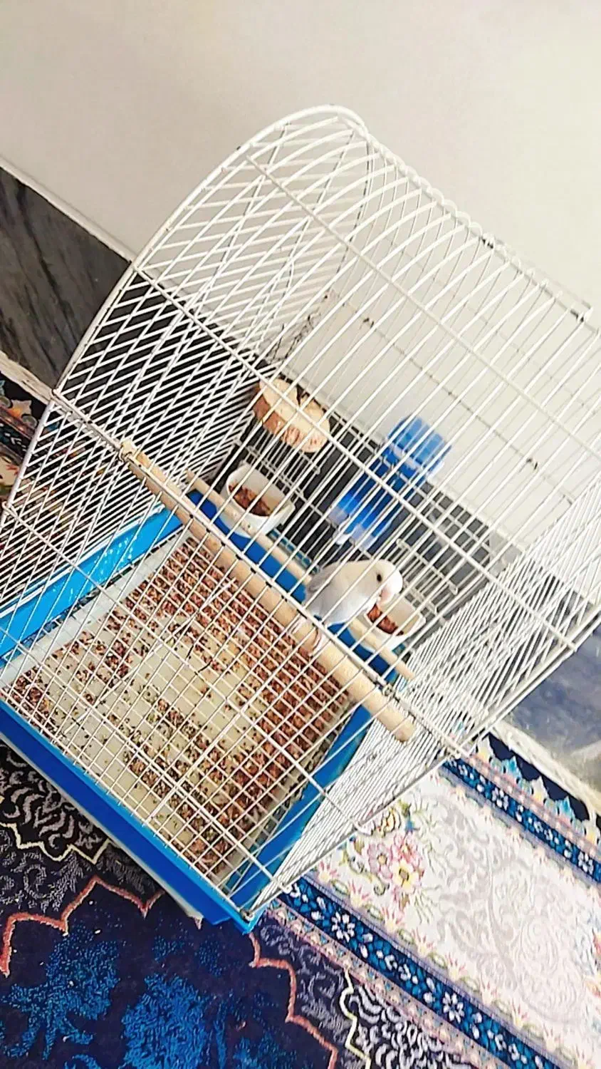 کوتوله برزیلی ابرو بادی|پرنده|شیراز, دلجو|دیوار