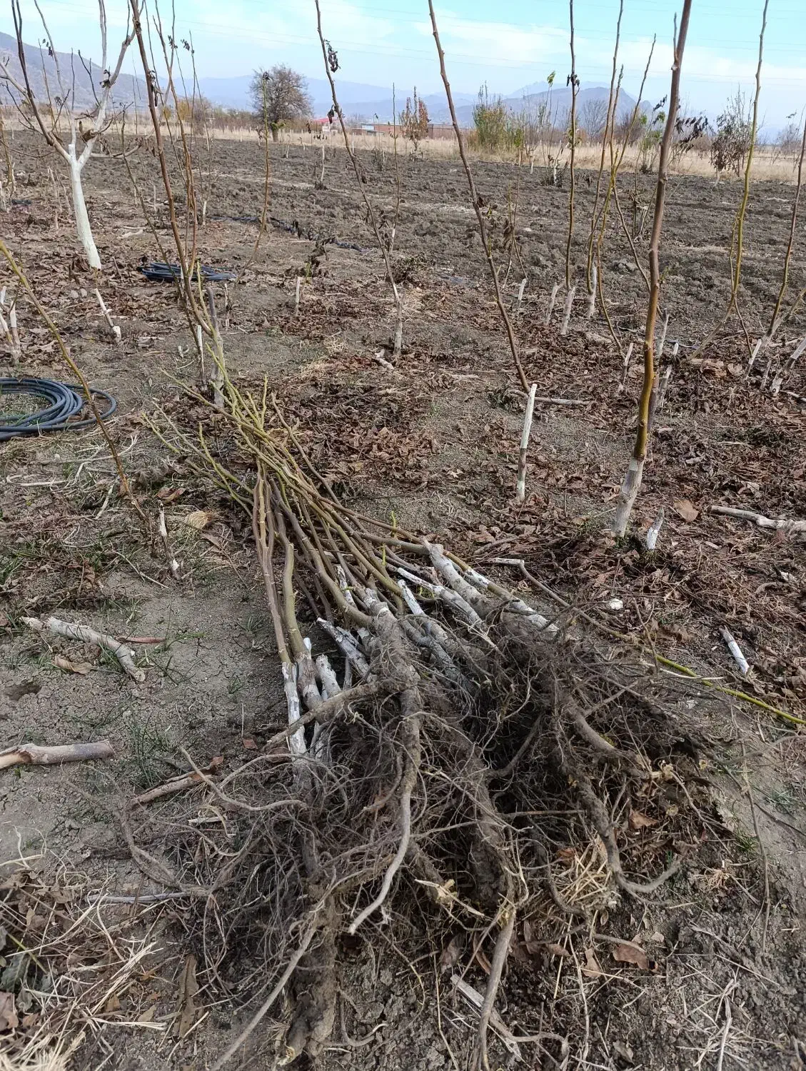 نهال گردو پیوندی چندلر و فرنور|خدمات باغبانی و درختکاری|مریوان, |دیوار