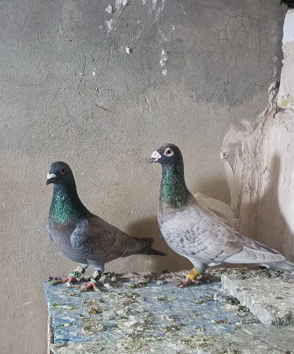 نر طاووسی|پرنده|تربت‌حیدریه, ابوذر|دیوار