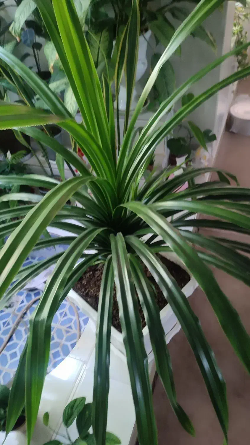 گل طبیعی پاندانوس|گل و گیاه طبیعی|دوگنبدان, |دیوار