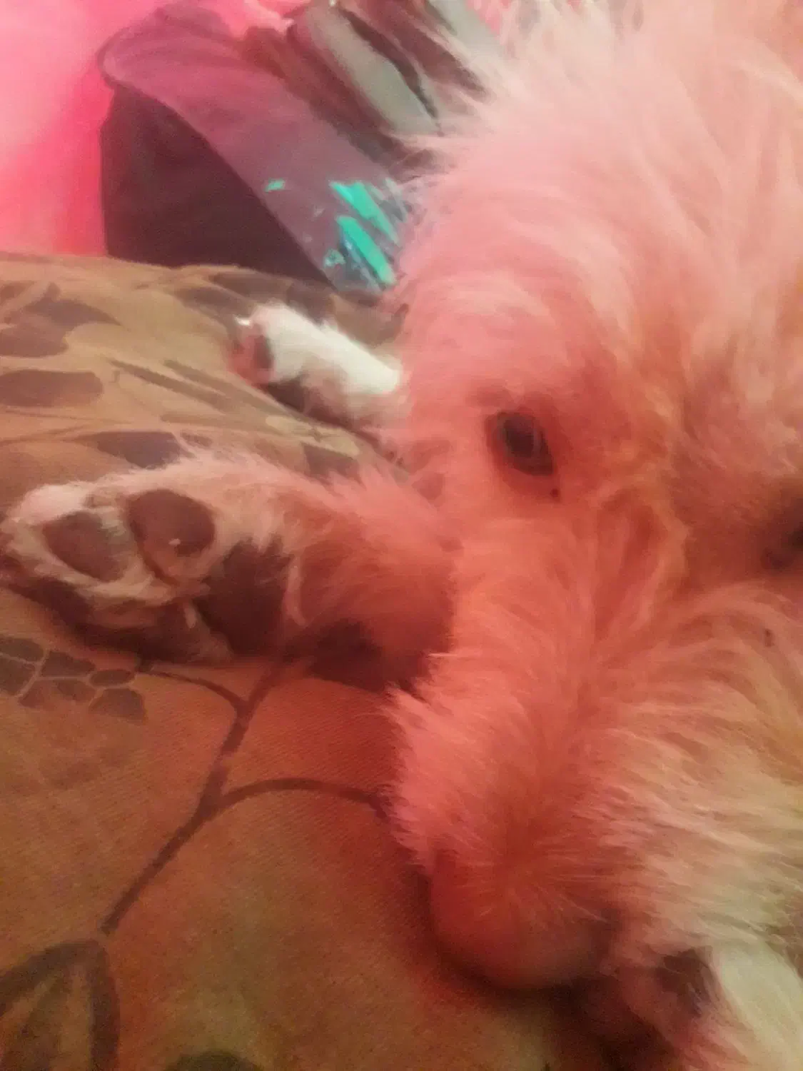 سگ شیتزو|سگ|قم, دورشهر|دیوار