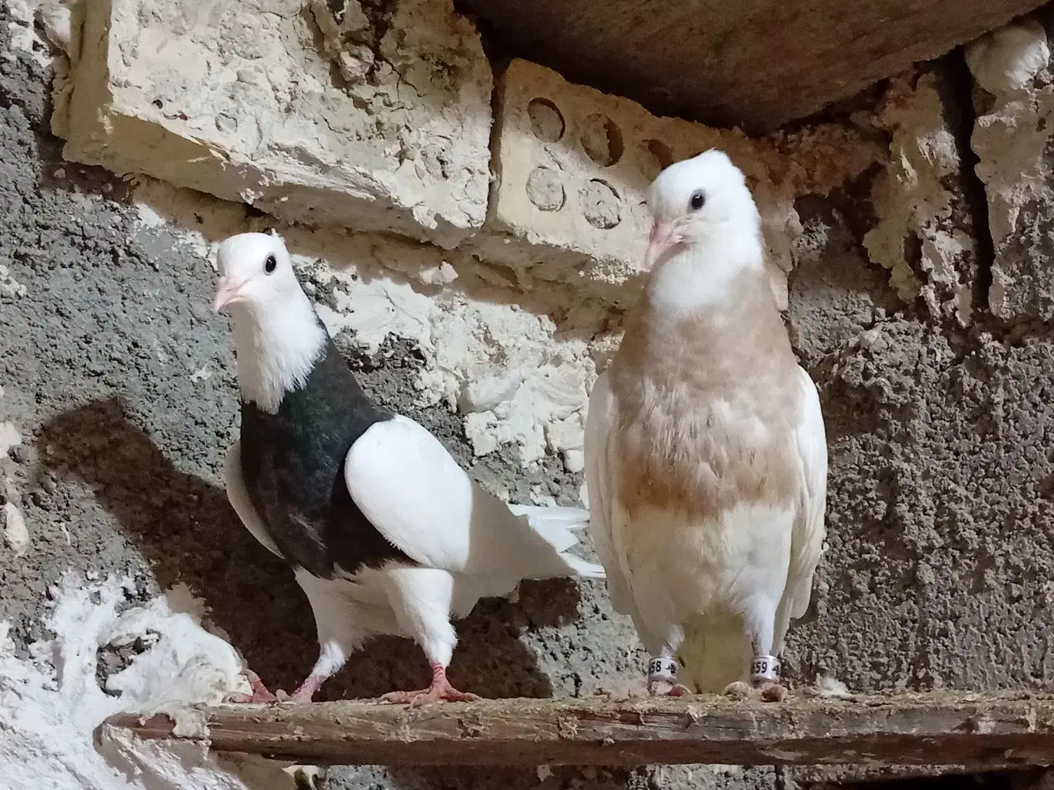 طوقی|حیوانات|مسجد سلیمان, |دیوار