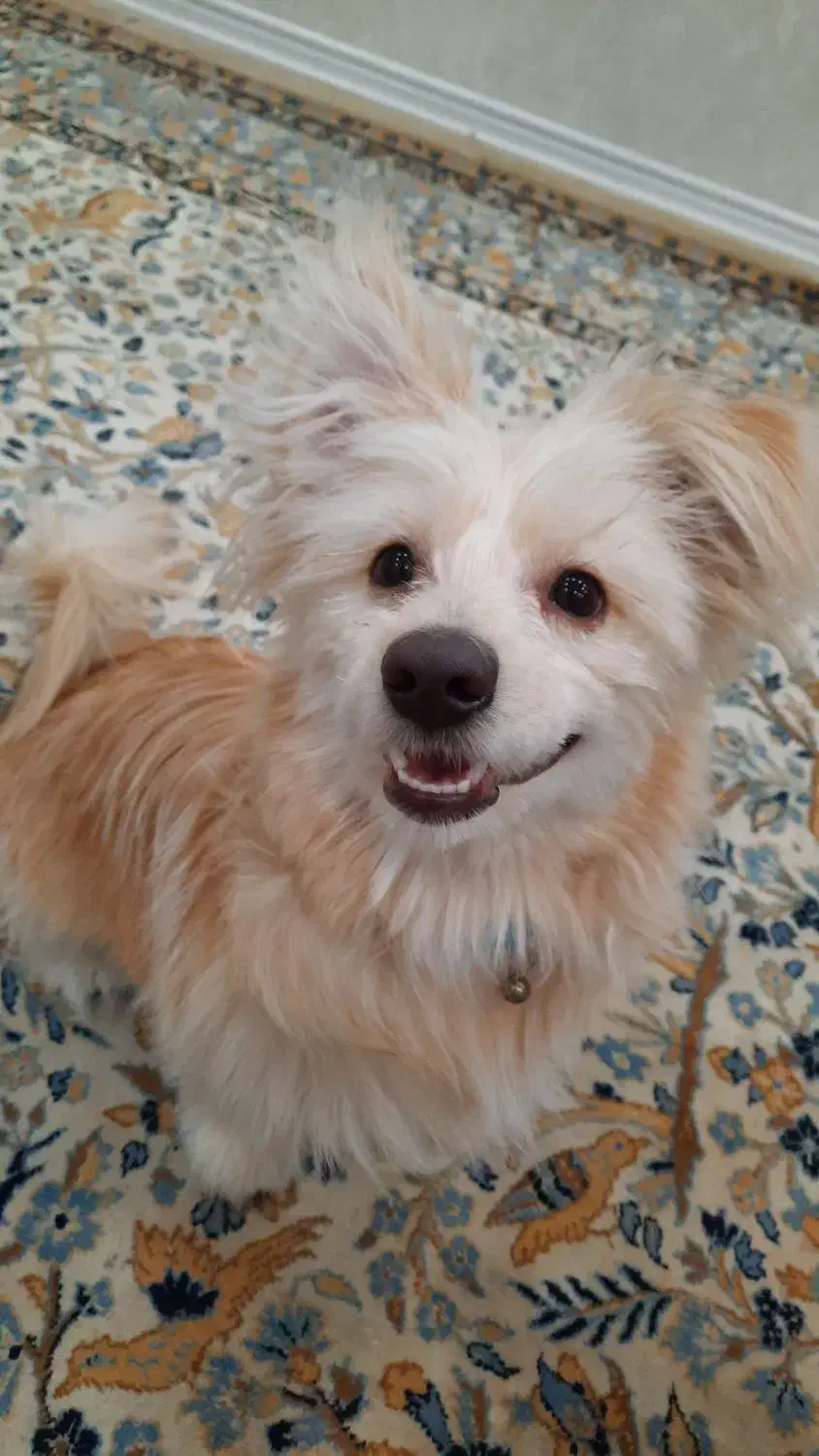 واگذاری سگ ۸ ماهه نژاد میکس تریر|سگ|اصفهان, کوی شهید کشوری|دیوار