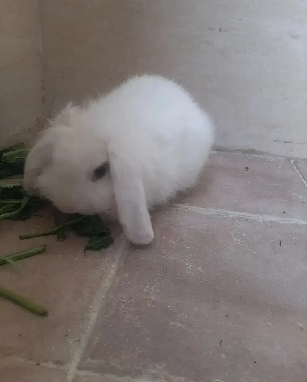 خرگوش پشمالو لپ|موش و خرگوش|سراوان, |دیوار