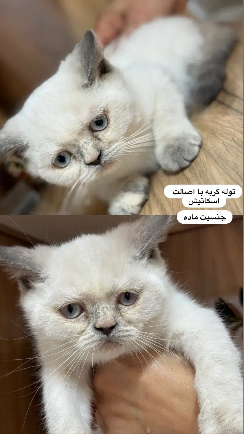 گربه اسکاتیش ماده دوماهه|گربه|گناباد, |دیوار