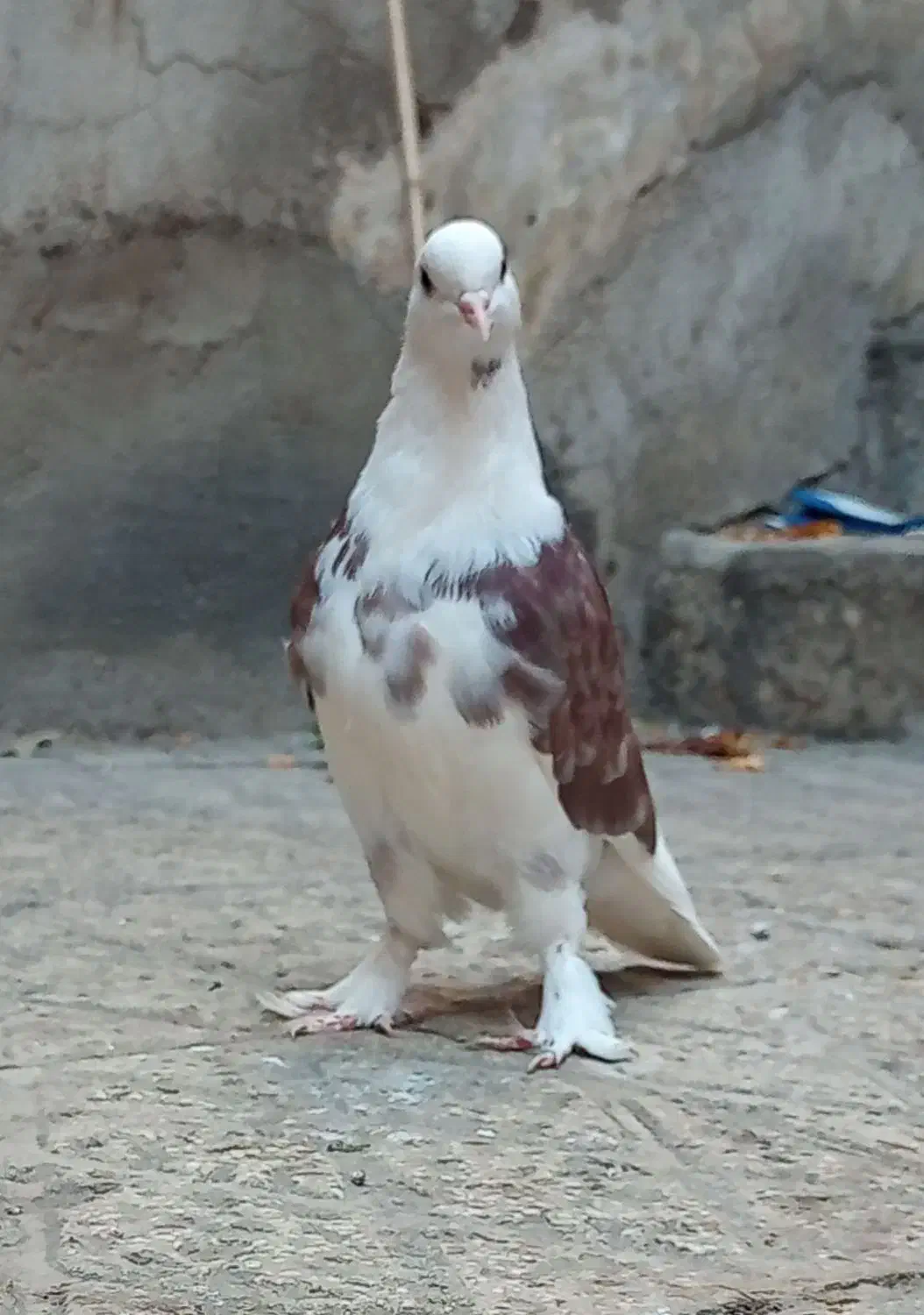 کبوتر 6 تا هما کاکلی پا چکمه جنس پرش|پرنده|تهران, دستغیب|دیوار