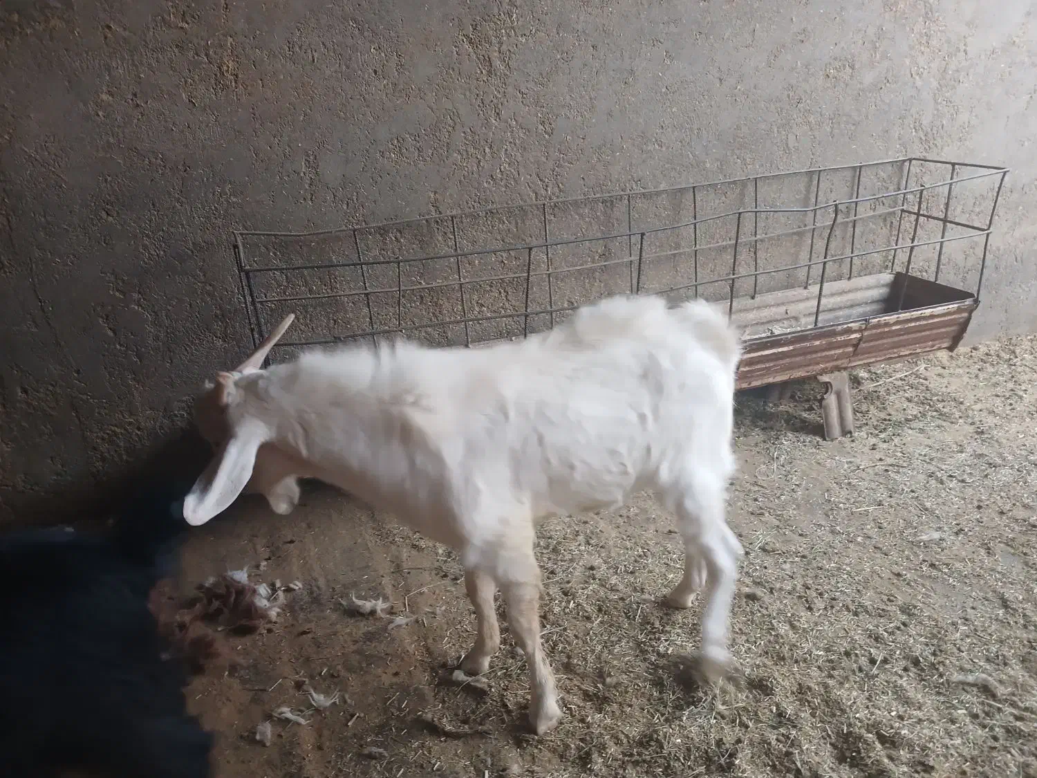 بزسانن|حیوانات مزرعه|خوسف, |دیوار