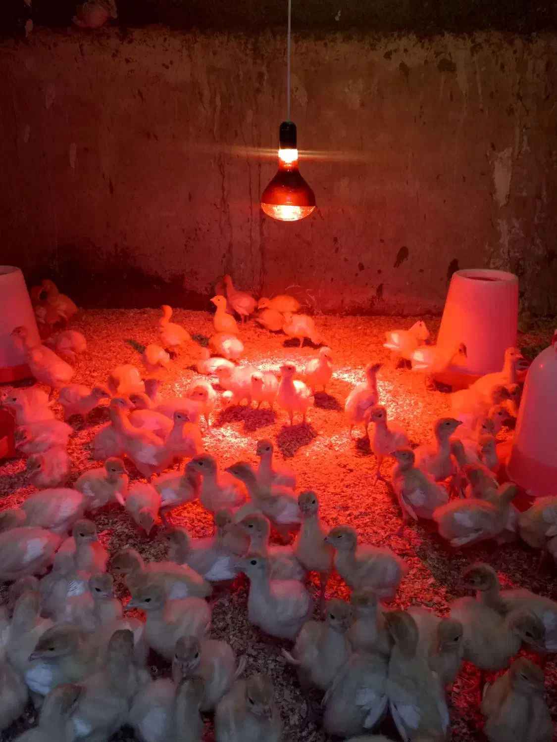 لامپ مادون قرمز/لامپ حرارتی/مادر مصنوعی|لامپ و چراغ|تهران, کن|دیوار