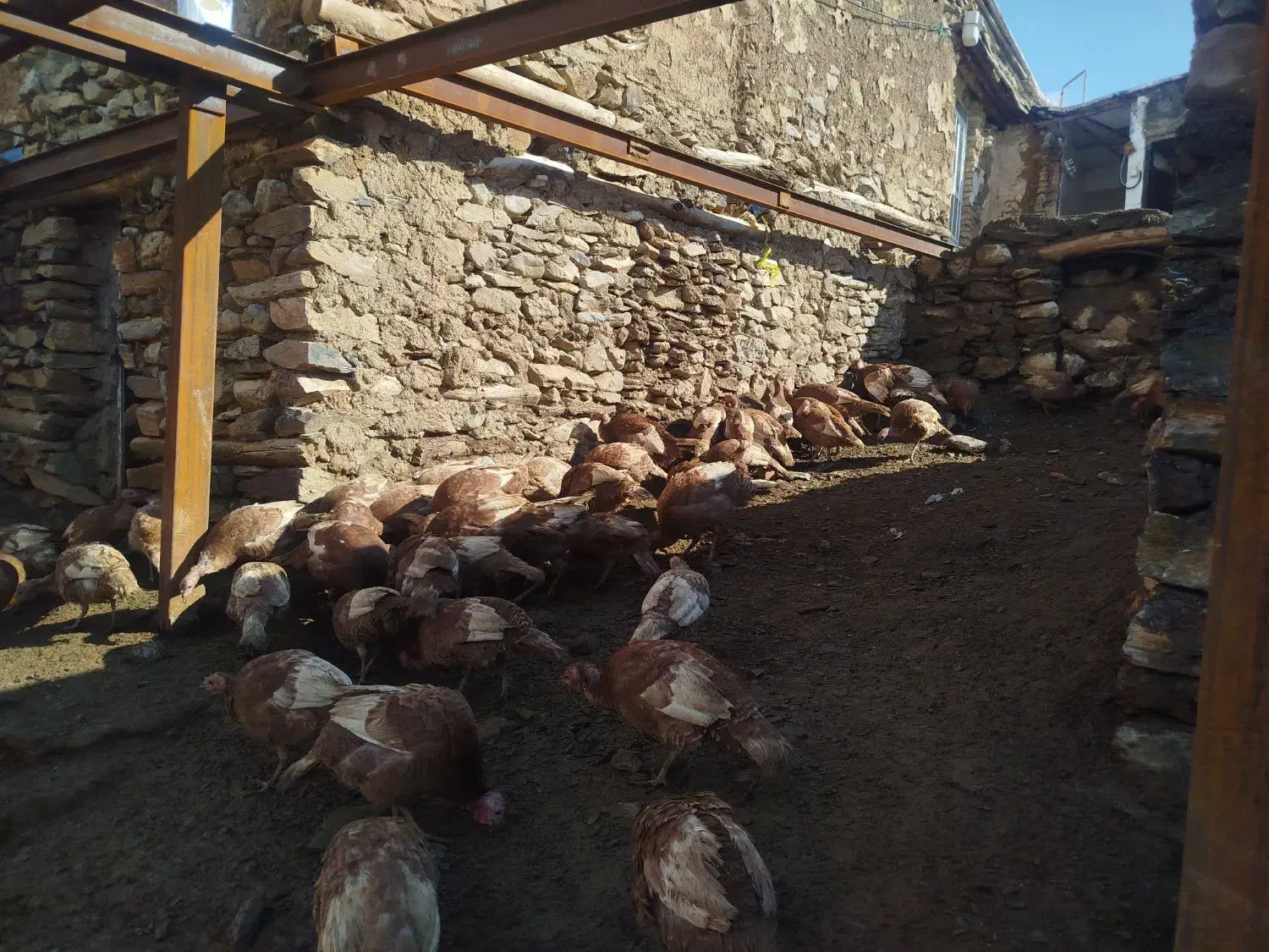 قل محلی|حیوانات مزرعه|مریوان, |دیوار