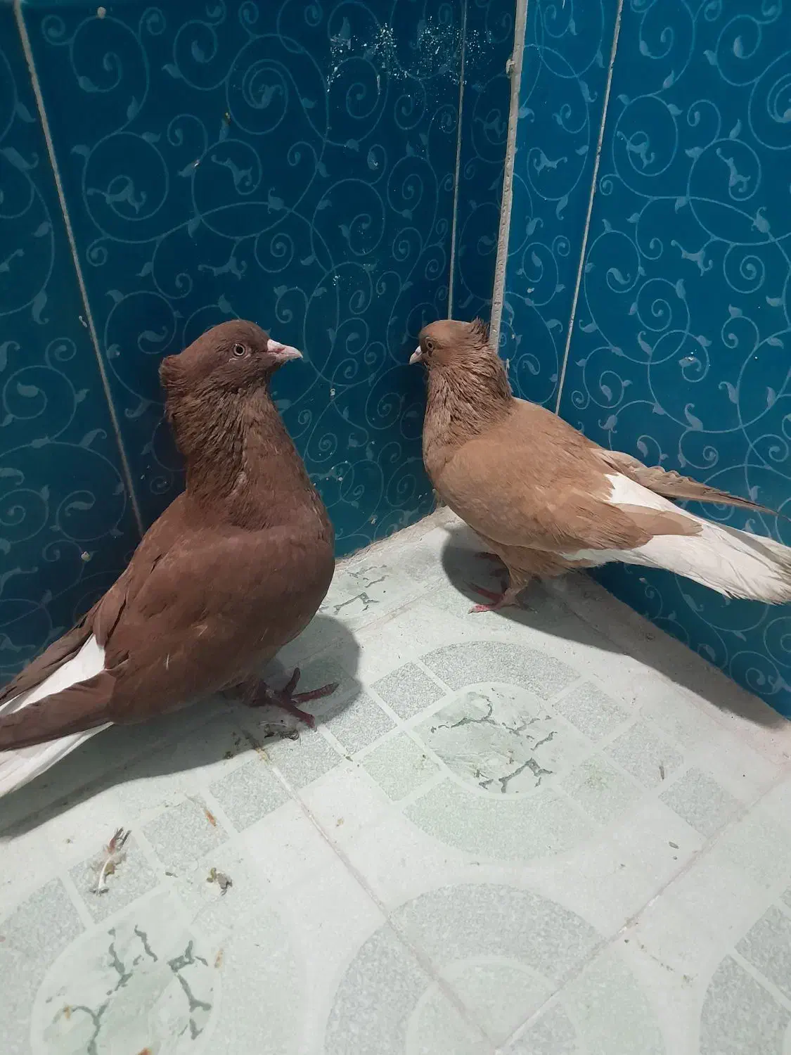 کبوتر پلاکی و دمبی|پرنده|دهدشت, |دیوار