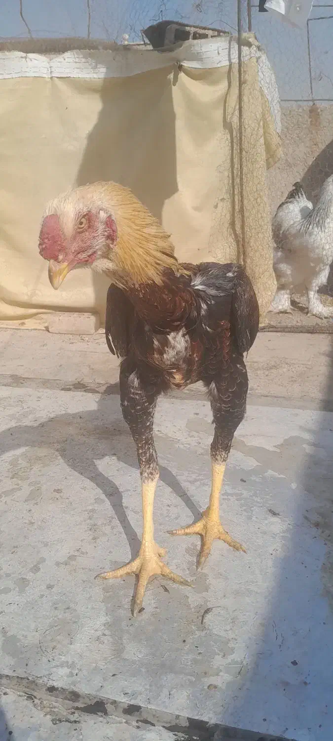 جوجه خروس لاری|حیوانات مزرعه|باقرشهر, |دیوار