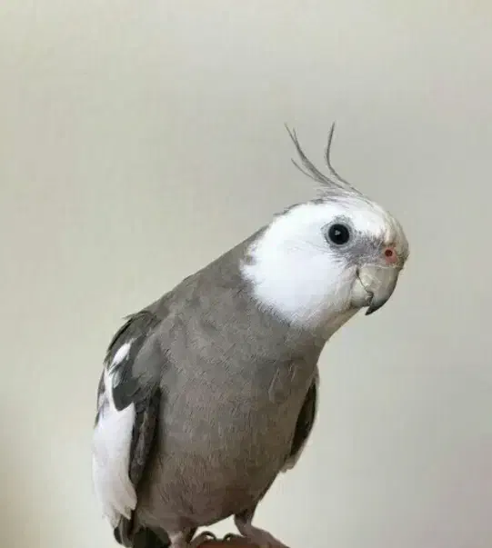 مژدگانی (گمشده)|حیوانات|بروجرد, |دیوار