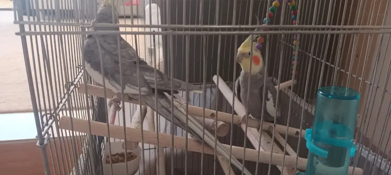 عروس هلندی|پرنده|مشهد, رضاییه|دیوار