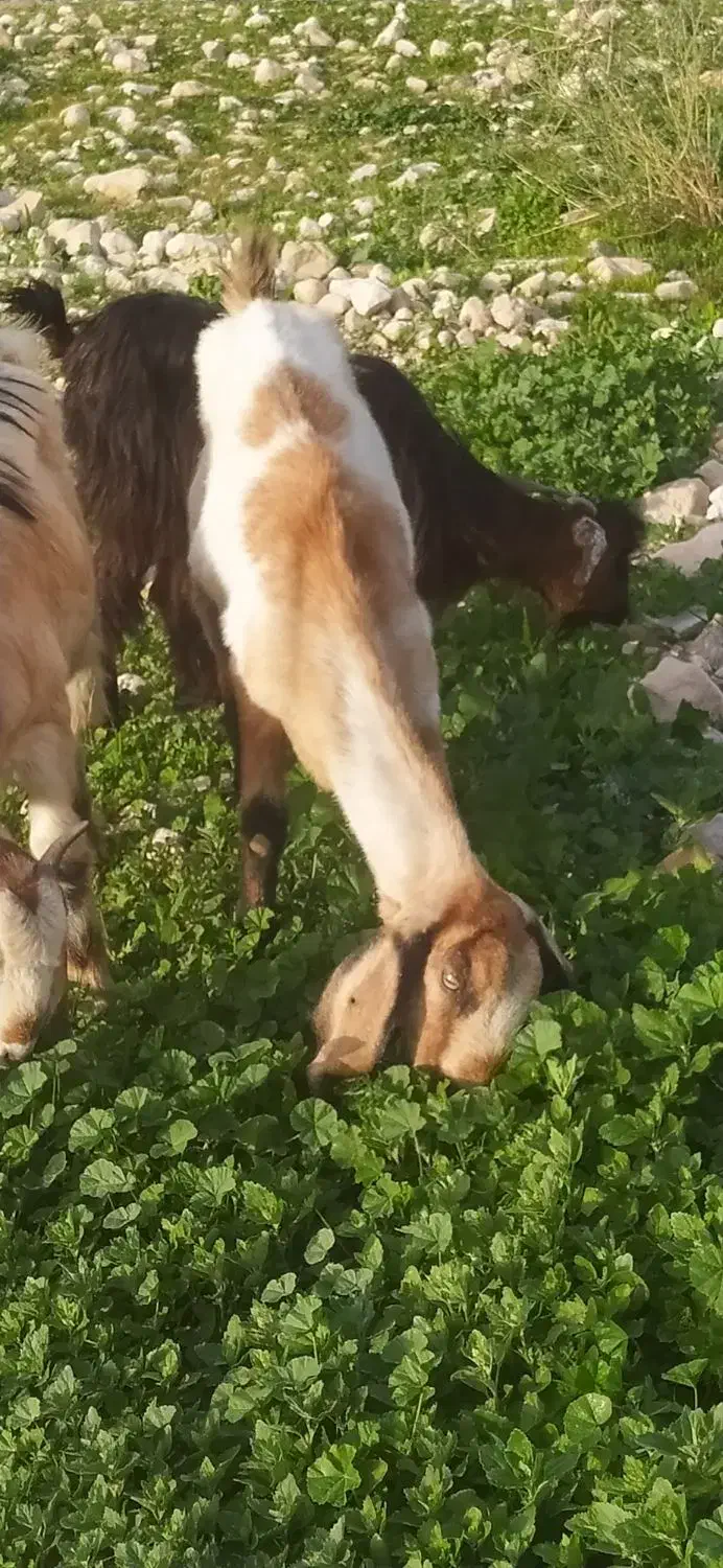 فروش دوتابز|حیوانات مزرعه|مهر, |دیوار