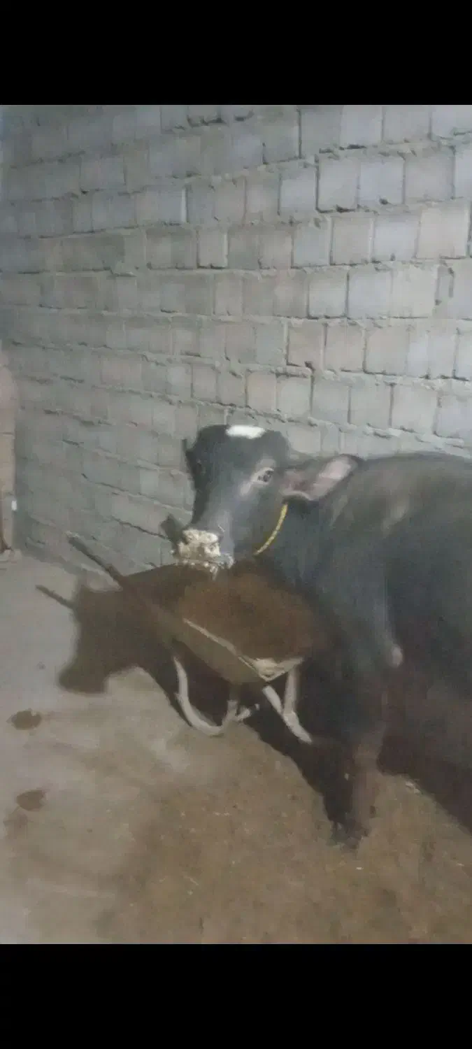 فروش چهار راس گوساله گاومیش نرو ماده|حیوانات مزرعه|محمدبار, |دیوار
