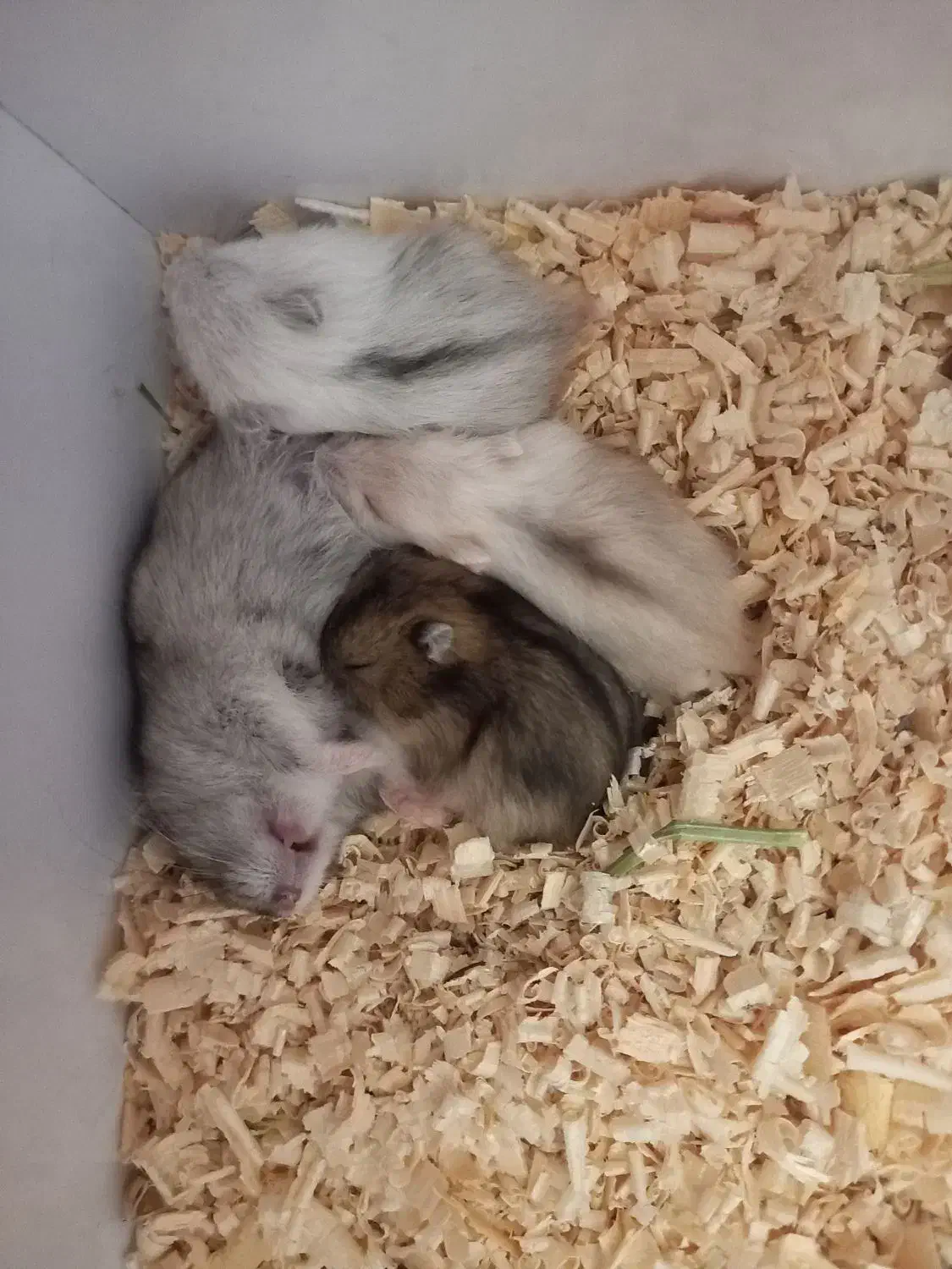 همستر مینیاتوری|موش و خرگوش|کرمان, |دیوار