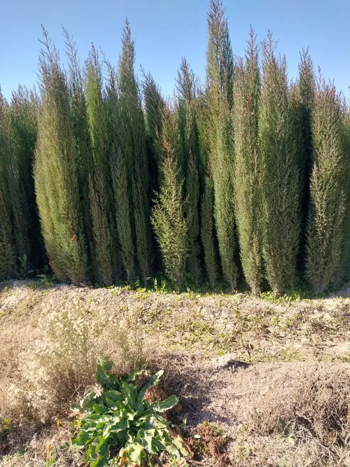 انواع نهال ثمری و زینتی|خدمات باغبانی و درختکاری|شیراز, گل سرخ|دیوار