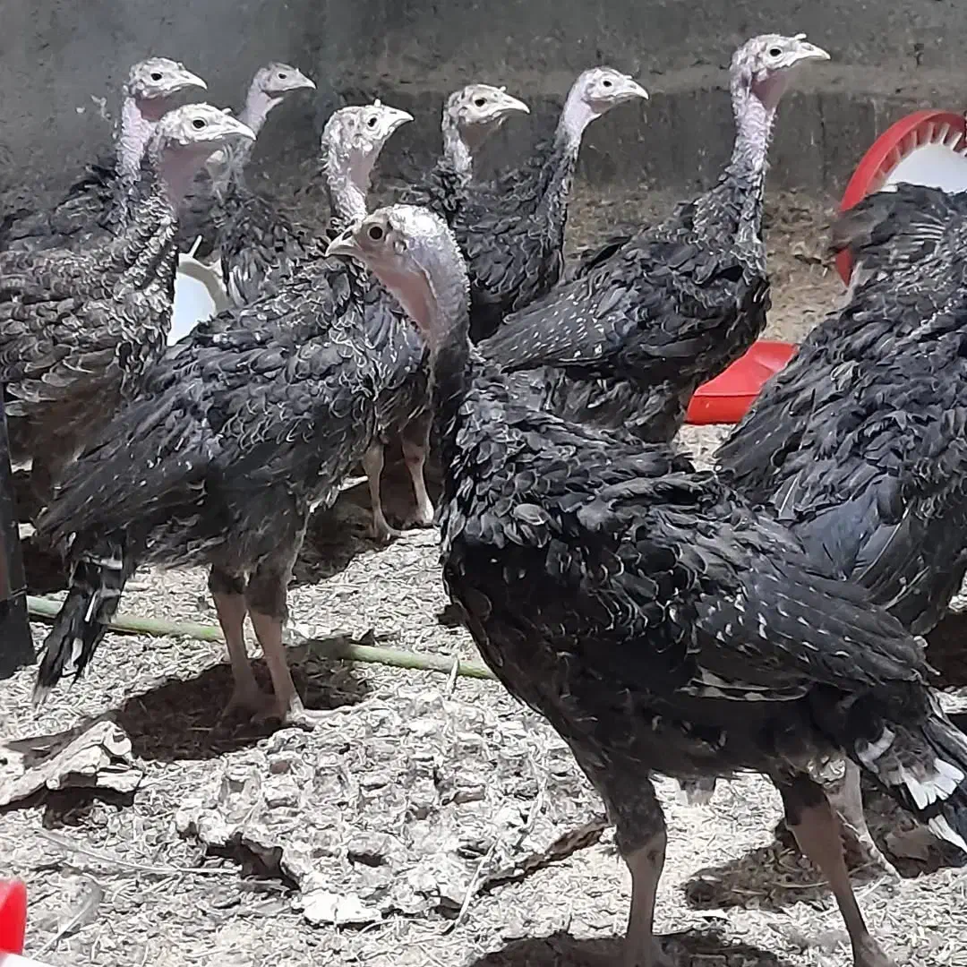 تخم نطفه دار بوقلمون برنز انگلیسی|حیوانات مزرعه|اصفهان, جویباره|دیوار