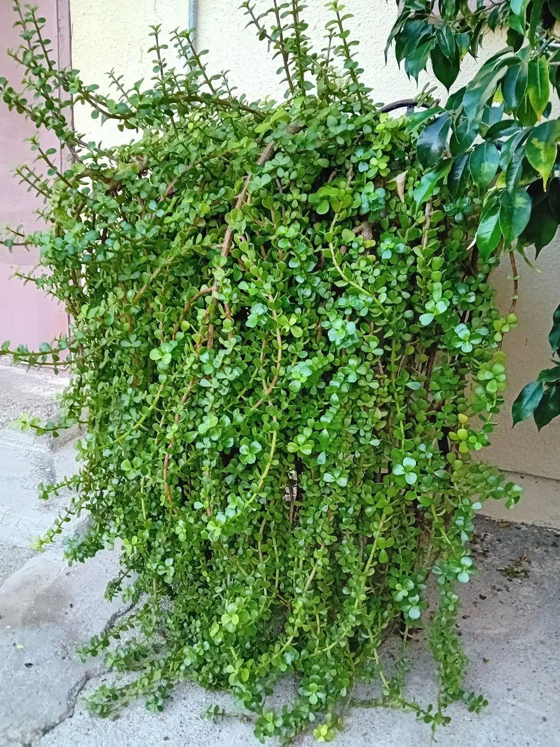 گل کراسولا باگلدان سنگی بزرگ|گل و گیاه طبیعی|بندرعباس, |دیوار