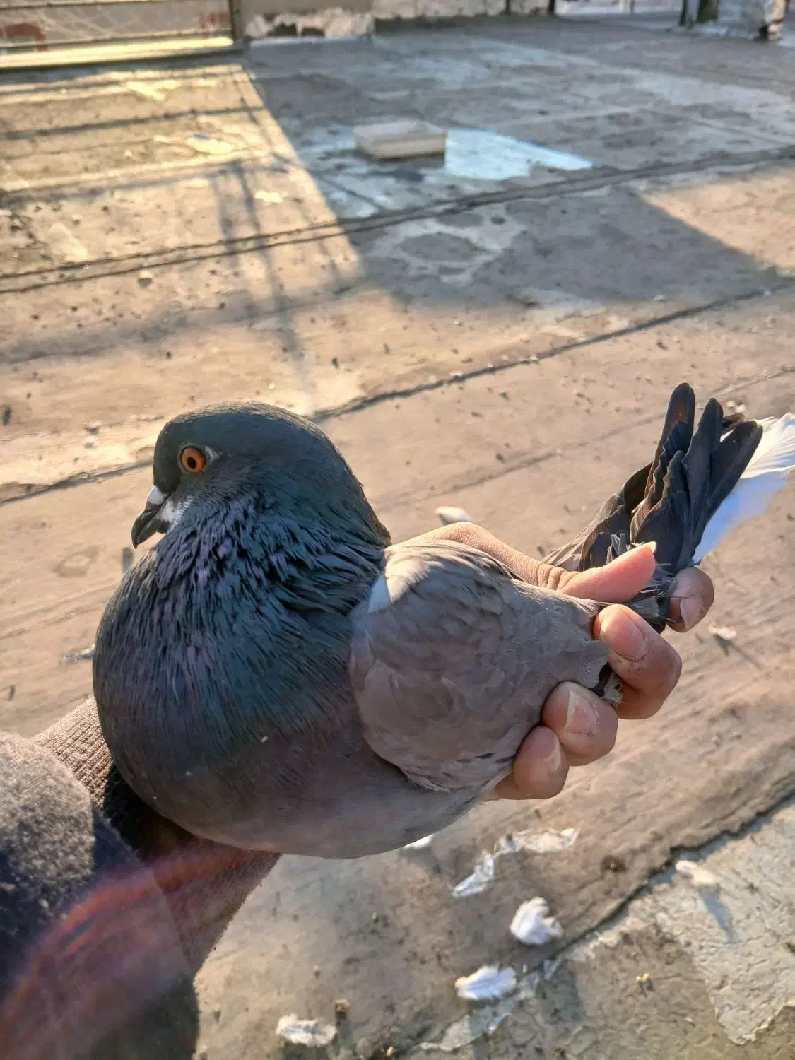 کفتر|پرنده|نظرآباد, شهرک فرهنگیان|دیوار