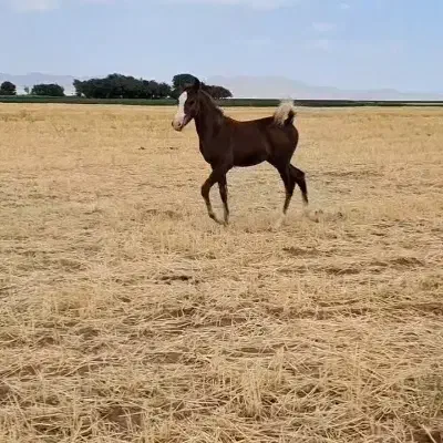 کره نریان از خط خونی بن طوطی|اسب و تجهیزات اسبسواری|رزن, |دیوار